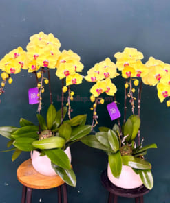 Hướng dẫn chăm sóc lan hồ điệp vàng tươi lâu