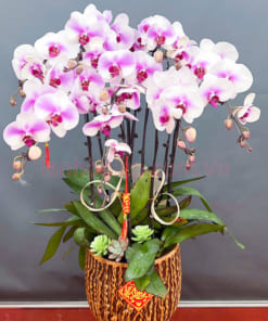 Chậu lan hồ điệp hồng 8 cành trang trí đẹp