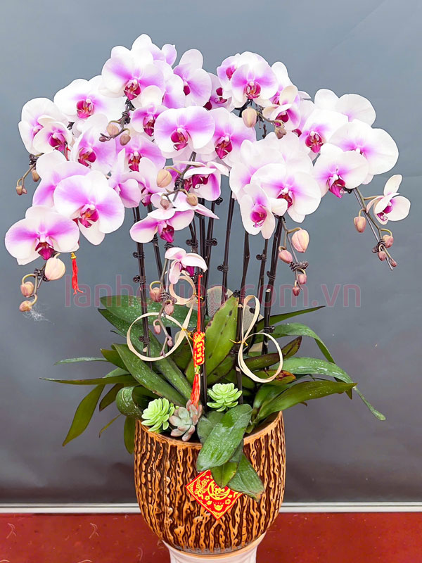 Chậu lan hồ điệp hồng 8 cành trang trí đẹp
